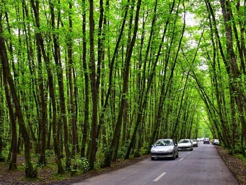 نصب تابلوهای دو زبانه حفاظت از محیط زیست در مسیر جنگلی گیسوم