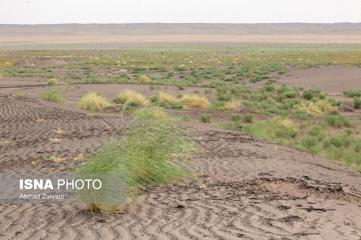 از خشکسالی تا بوته‌کنی؛ عوامل مؤثر در گسترش بیابان‌زایی در همدان