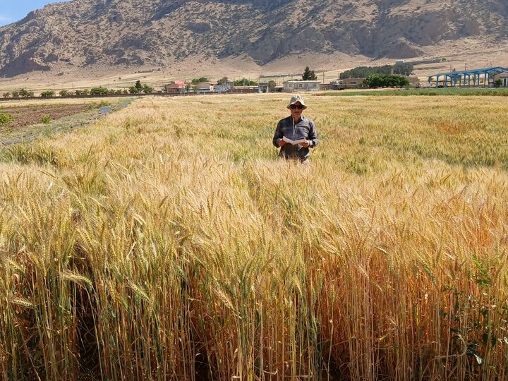 ارزیابی نهایی لاینهای امیدبخش گندم دیم در ایستگاه تحقیقاتی چرداول