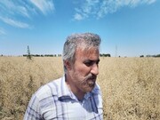 کشت کلزا در ورامین؛ راهکاری برای صرفه‌جویی در مصرف آب و تأمین دانه‌های روغنی