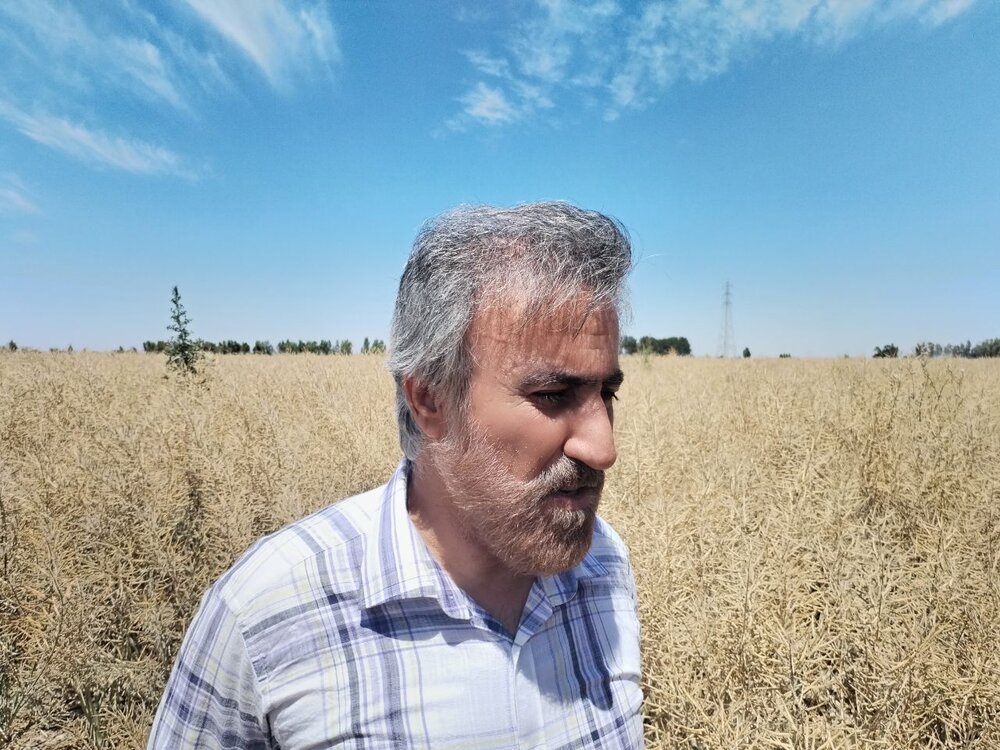 کشت کلزا در ورامین؛ راهکاری برای صرفه‌جویی در مصرف آب و تأمین دانه‌های روغنی