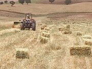 آغاز برداشت محصولات علوفه‌ای دیم در سیروان