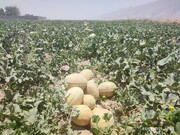 پیش‌بینی برداشت ۵۰ هزار تن محصولات جالیزی از مزارع کازرون