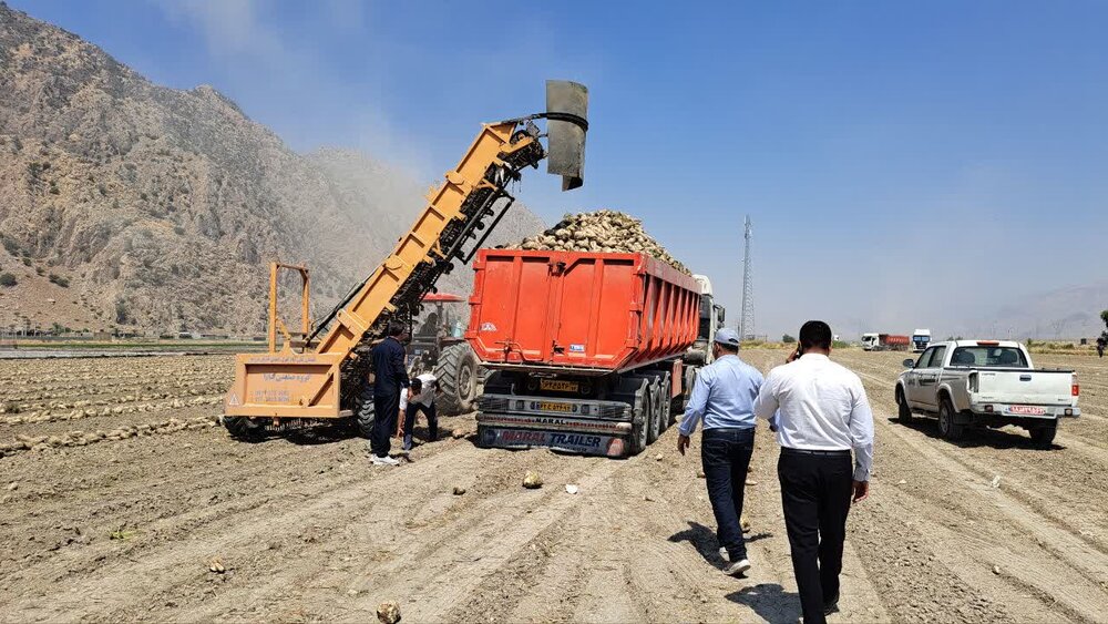 پیش‌بینی برداشت بیش از ۱۰۰ هزار تن چغندر قند از مزارع شهرستا