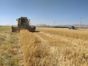 پیش‌بینی برداشت بیش از ۳۵ هزار تن گندم از مزارع زرقان/اجرای طرح کشت ارزن علوفه‌ای کم‌آب‌بر