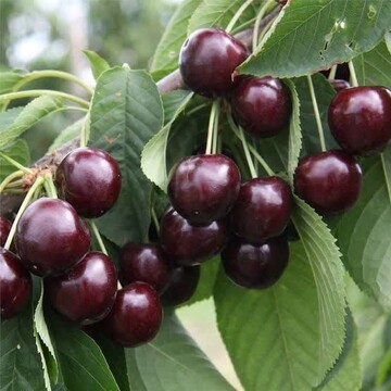 پیش‌بینی برداشت ۱۰۰هزار تن گیلاس از باغات اشنویه
