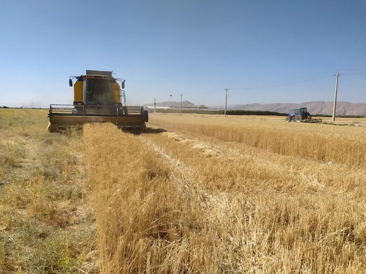 پیش‌بینی برداشت بیش از ۳۵ هزار تن گندم از مزارع زرقان/اجرای طرح کشت ارزن علوفه‌ای کم‌آب‌بر