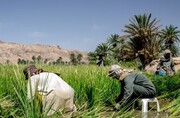 کشت برنج در ۱۴۰۰ هکتار از اراضی کشاورزی قصرقند سیستان و بلوچستان