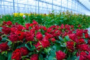 تولید گل رز در خراسان جنوبی؛ از توسعه کشت گلخانه‌ای تا چالش بازار فروش
