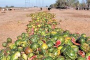 سالانه ۲۵ درصد محصولات باغی خراسان شمالی به ضایعات تبدیل می‌شود