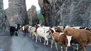 آوای زنگوله‌ها در کوهستان/ کوچ ۸۰۰۰ رأس دام از دل کندوان به ییلاقات