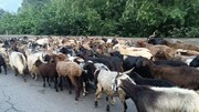 پرداخت ۱۰۰ درصدی غرامت دامداران و تولیدکنندگان طیور و آبزیان در استان سمنان