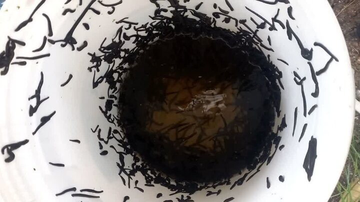 کشف حدود ۲۰۰۰ نخ زالوی غیرمجاز در بندرانزلی