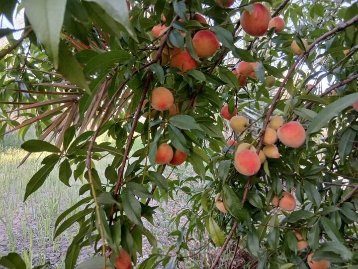 کاشت درخت هلو برای نخستین بار در یکی از نقاط گرمسیر فارس