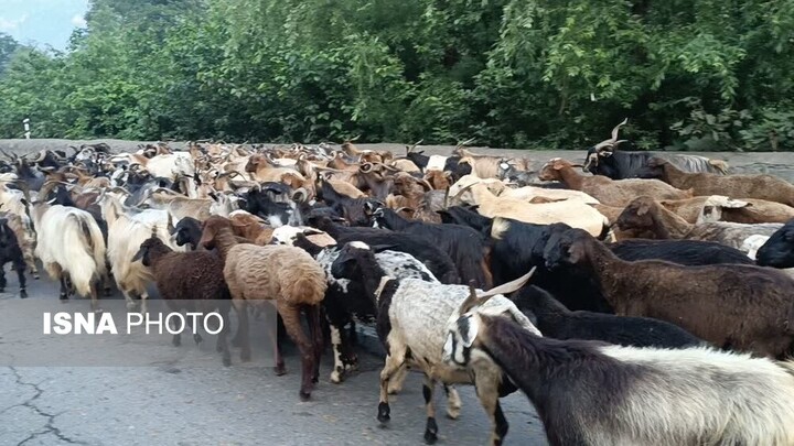 آوای زنگولهها در کوهستان/ کوچ هشت هزار رأس دام از دل کندوان به ییلاقات