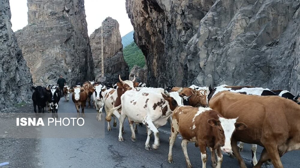 آوای زنگوله‌ها در کوهستان/ کوچ ۸۰۰۰ رأس دام از دل کندوان به 