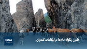 ویدیو/ طنین زنگوله دام‌ها در ارتفاعات کندوان