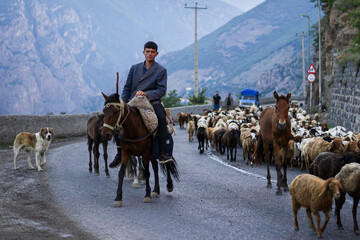 کوچ سالانه دامداران سنتی در جاده تهران - چالوس