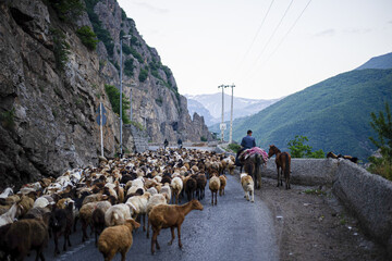 کوچ سالانه دامداران سنتی در جاده تهران - چالوس