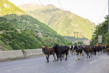 کوچ سالانه دامداران سنتی در جاده تهران - چالوس