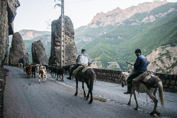 کوچ سالانه دامداران سنتی در جاده تهران - چالوس