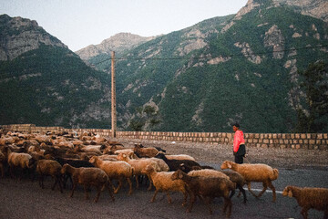 کوچ سالانه دامداران سنتی در جاده تهران - چالوس