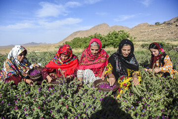 برداشت گل گاوزبان توسط زنان روستای «قلعه بالا»
