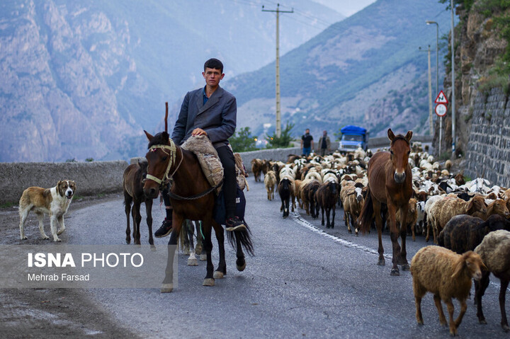 کوچ سالانه دامداران سنتی در محور کرج - چالوس