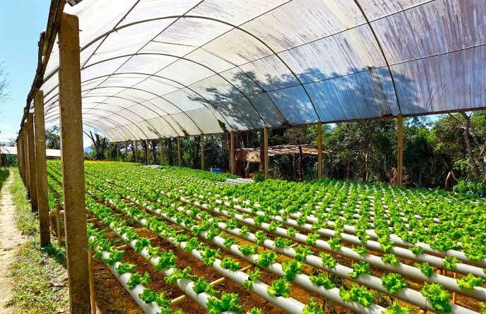 Growth of greenhouse production in West Azerbaijan