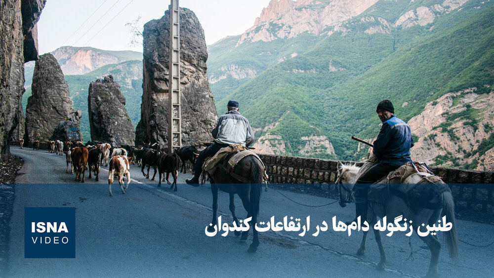 ویدیو/ طنین زنگوله دام‌ها در ارتفاعات کندوان