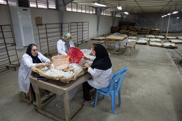 کارشناسان، شفیره ها را از لحاظ کیفی بررسی و آزمایش می‌کنند تا تخم نوغان های سال آینده مرغوب و بدون آلودگی باشند.