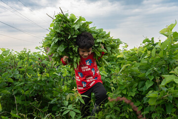 کودکی درحال حمل برگ در توتستان مزرعه پرنیان