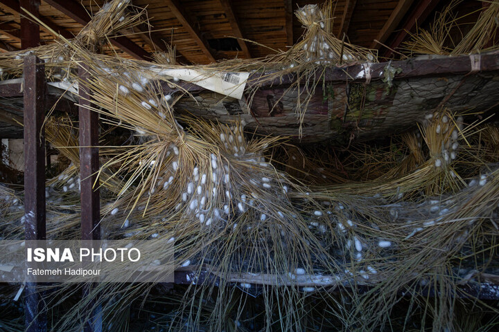 دانش و تجربه نوغانداری در ایران وجود دارد/ اجرای پایلوت طرح «نوغان یار» در روستاهای گیلان