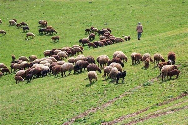بهره‌برداری پایدار از مراتع با احاله طرح های مرتعداری به بهره برداران