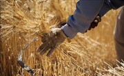 پیش‌بینی تولید ۴۹ هزار تن گندم در ملایر / آغاز پرداخت مطالبات گندم‌کاران