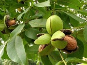 فرماندار :گردوی تویسرکان نباید خام فروشی شود