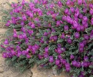 گیاه «گون» گنجینه دارویی ضد پیری و تسکین علائم شیمی درمانی