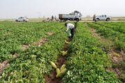 برداشت بیش‌ از ۱۴۰۰ تن محصولات جالیزی از مزارع زابل/ توسعه کشاورزی با وجود خشکسالی