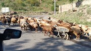از لزوم رعایت ورود تعداد دام به مراتع تا حمایت منابع طبیعی از دامداران