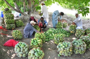 تولید و پرورش بیش از ۶۰ رقم انبه در قصرقند سیستان و بلوچستان