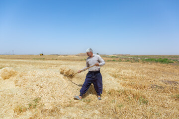 آیین جشن خرمن در روستای شفیع آباد- نیشابور