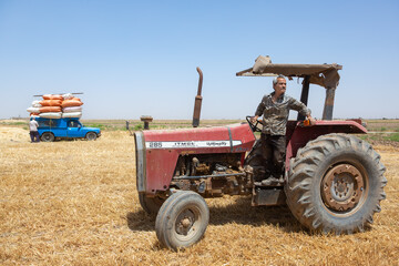 آیین جشن خرمن در روستای شفیع آباد- نیشابور