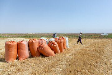 آیین جشن خرمن در روستای شفیع آباد- نیشابور