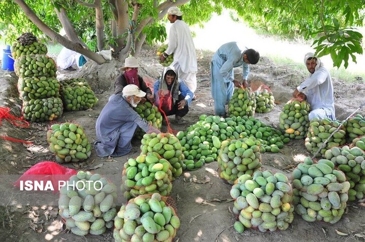 تولید و پرورش بیش از ۶۰ رقم انبه در قصرقند سیستان و بلوچستان