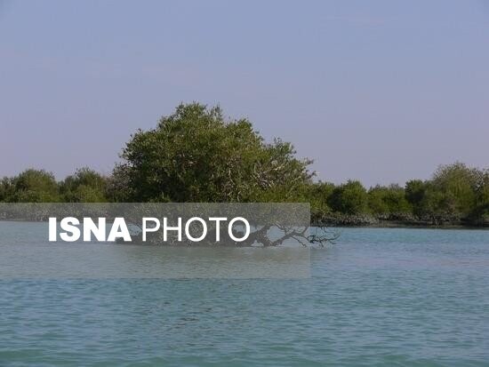 توسعه اکوسیستم‌های مانگرو در سواحل مَکُران