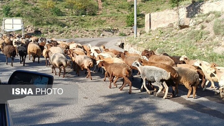 از لزوم رعایت ورود تعداد دام به مراتع تا حمایت منابع طبیعی از دامداران