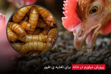 توسعه اشتغال خانگی با پرورش و تولید کرم میلورم در شهرستان زابل