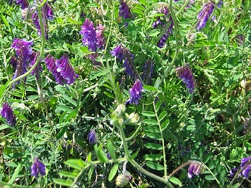 احداث نهالستان اختصاصی گیاهان دارویی در اردبیل