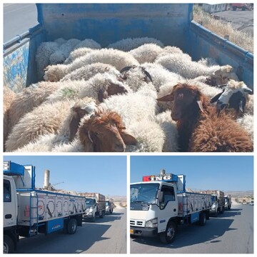 توقیف ۳ محموله دام سبک قاچاق در ایلام و مهران