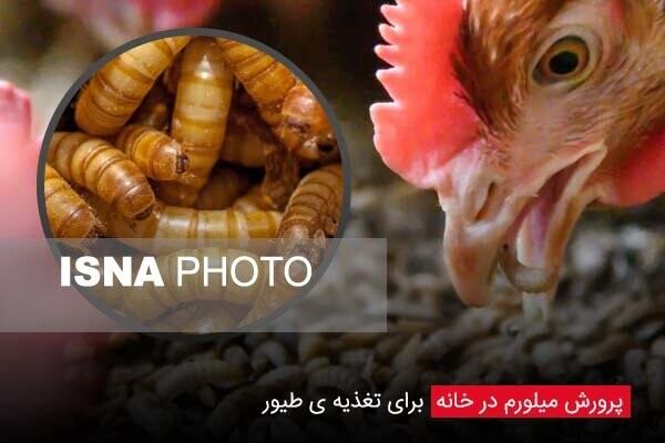 توسعه اشتغال خانگی با پرورش و تولید کرم میلورم در شهرستان زابل